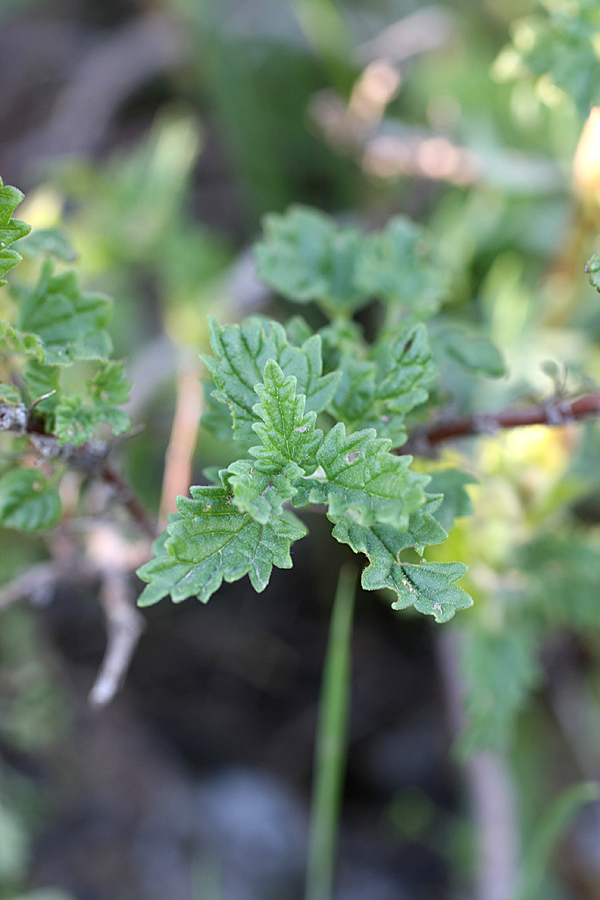 Image of Scutellaria adsurgens specimen.