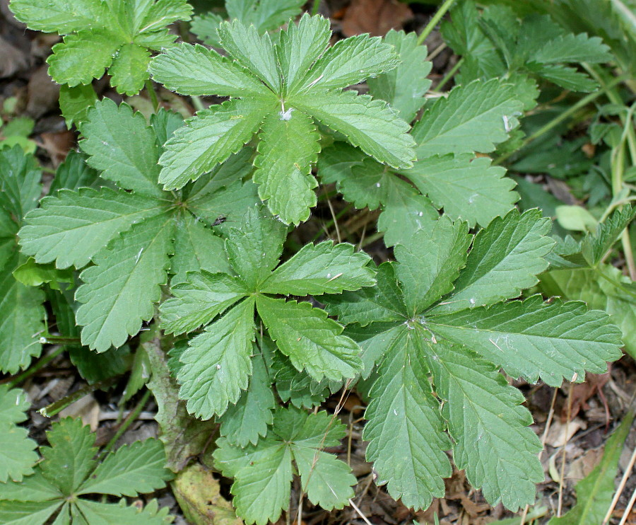 Изображение особи Potentilla thuringiaca.