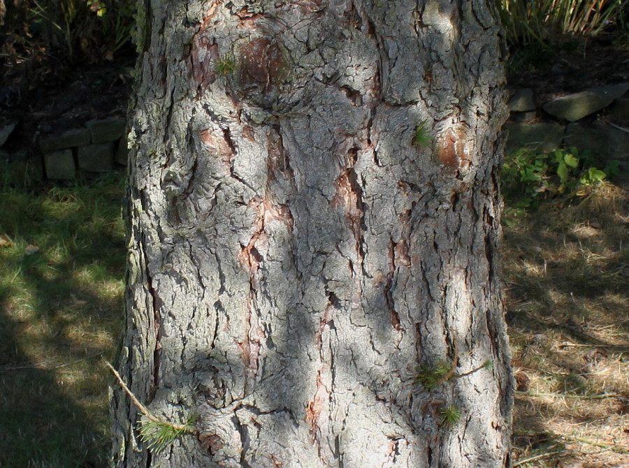 Image of Larix decidua specimen.