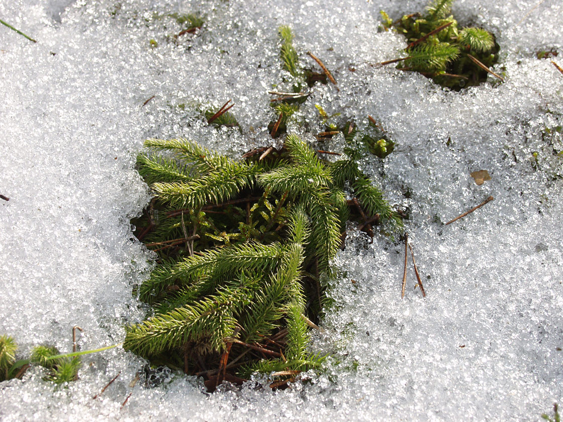 Image of Lycopodium clavatum specimen.