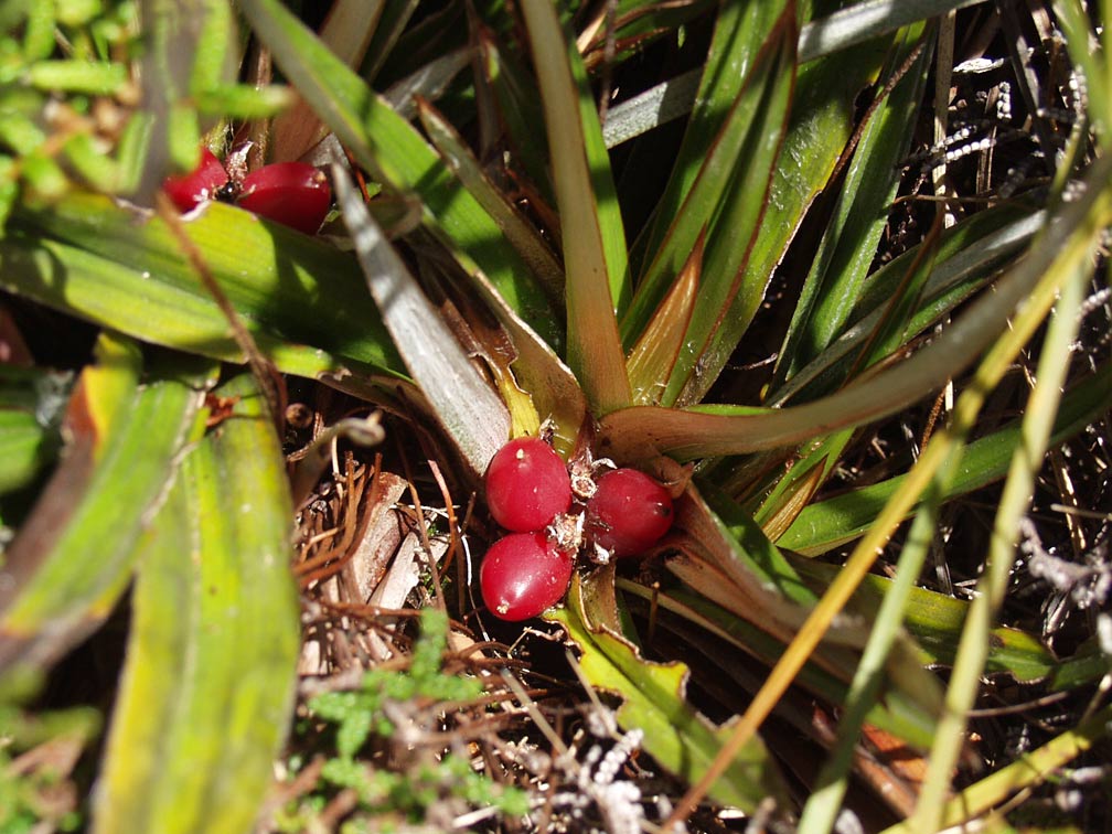 Image of Astelia alpina specimen.