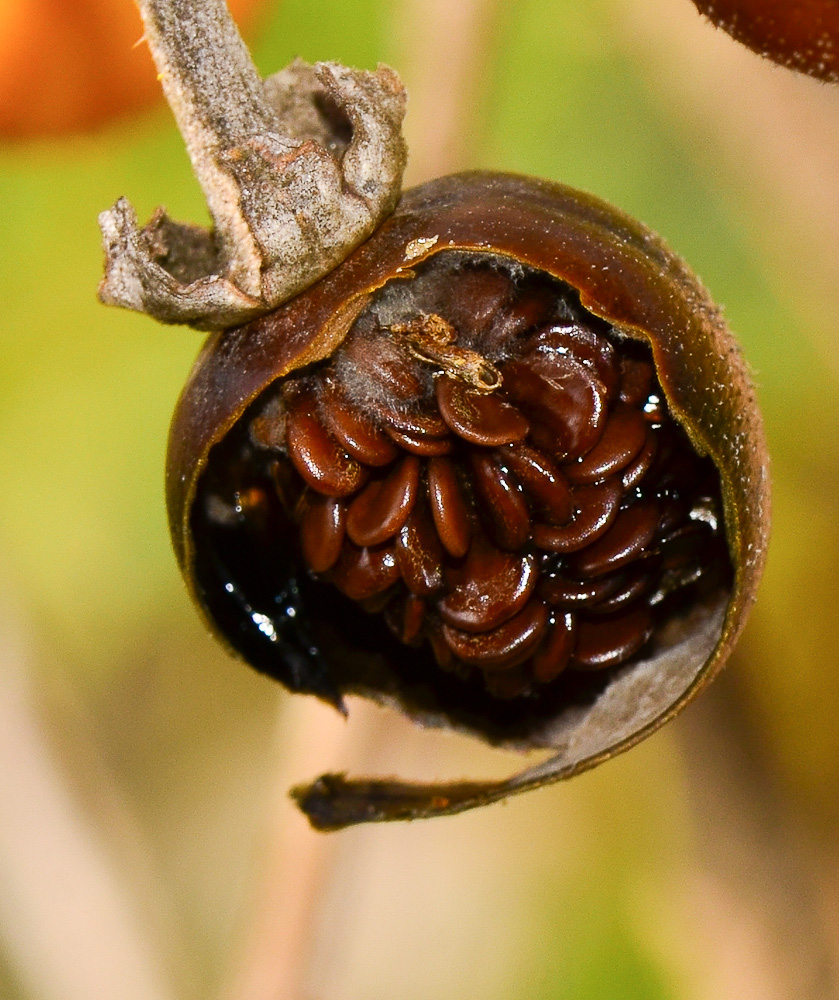 Image of Solanum elaeagnifolium specimen.