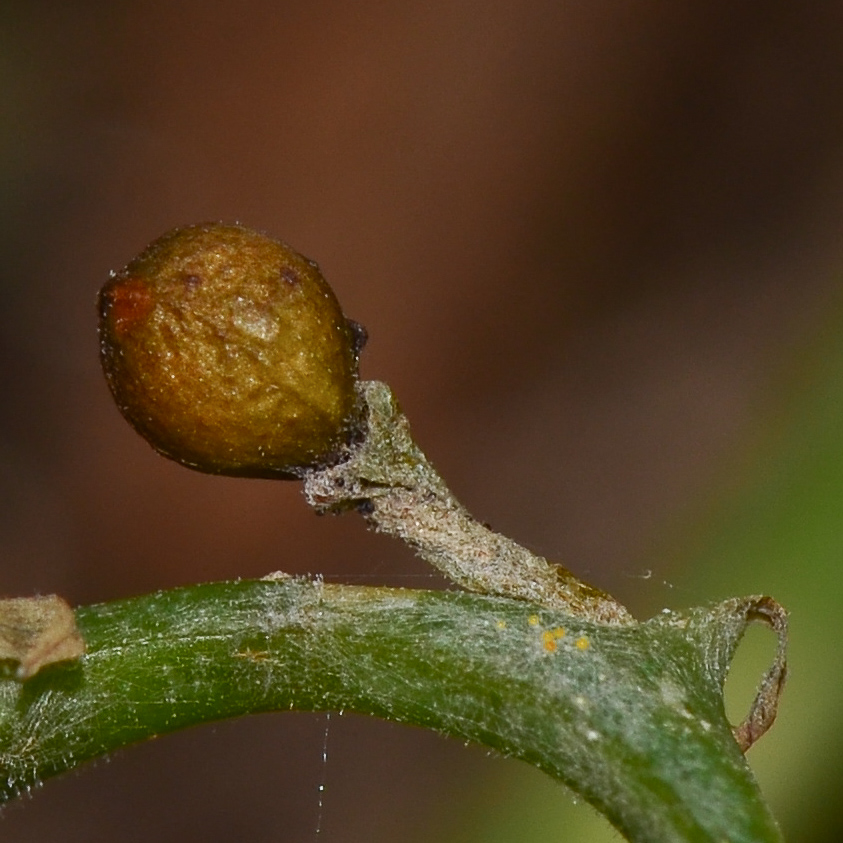 Image of Fumaria capreolata specimen.