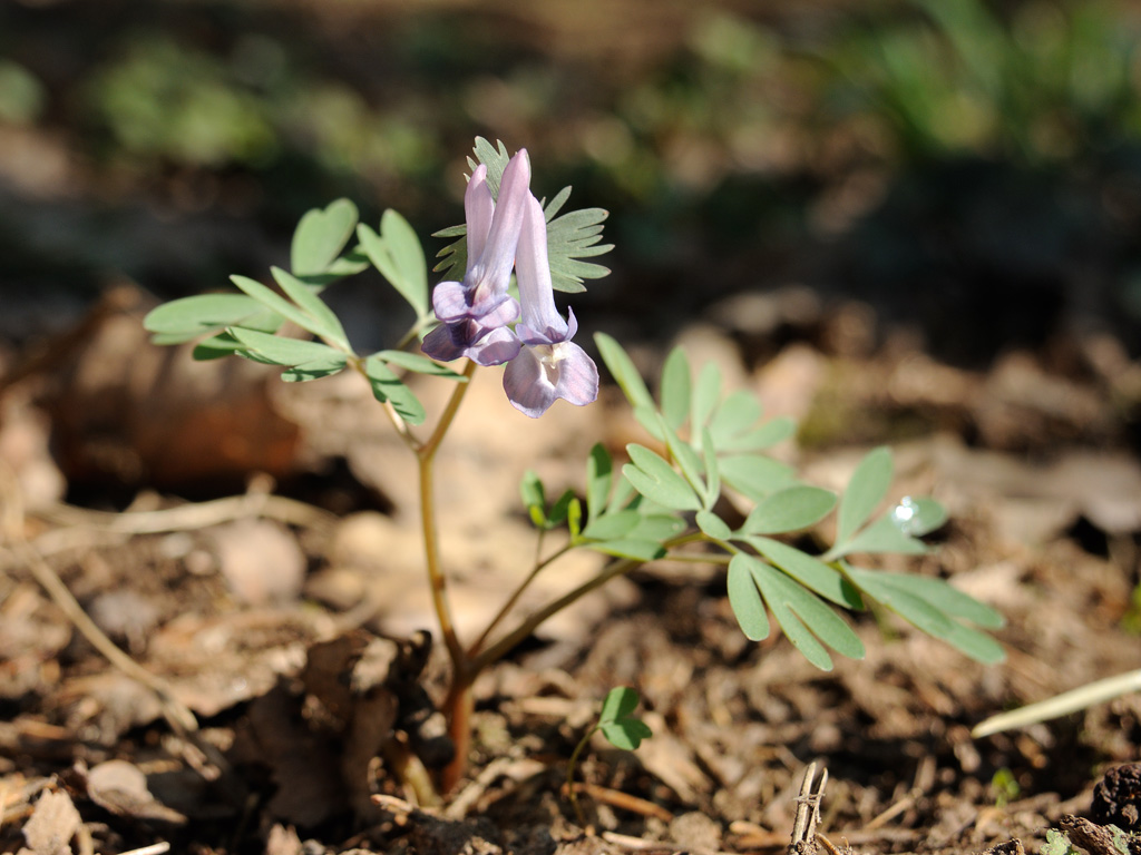 Изображение особи Corydalis solida.