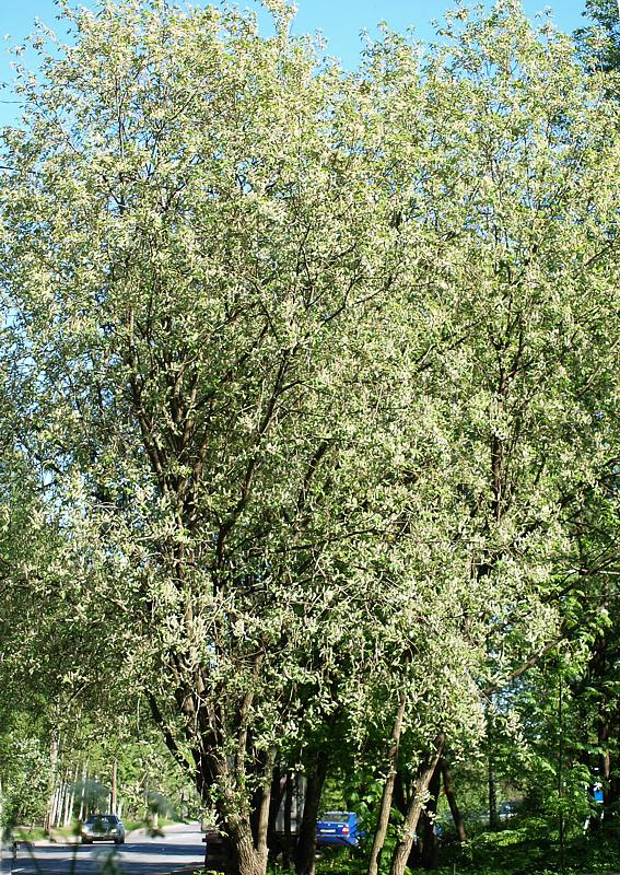 Image of Salix caprea specimen.