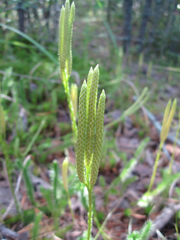 Image of Lycopodium clavatum specimen.