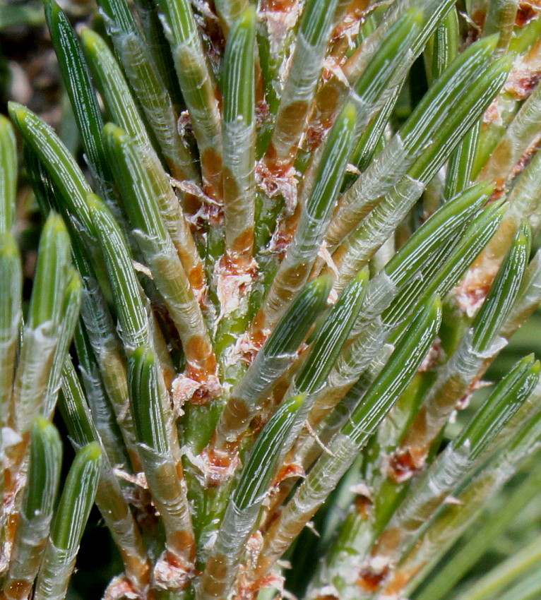 Image of Pinus mugo specimen.