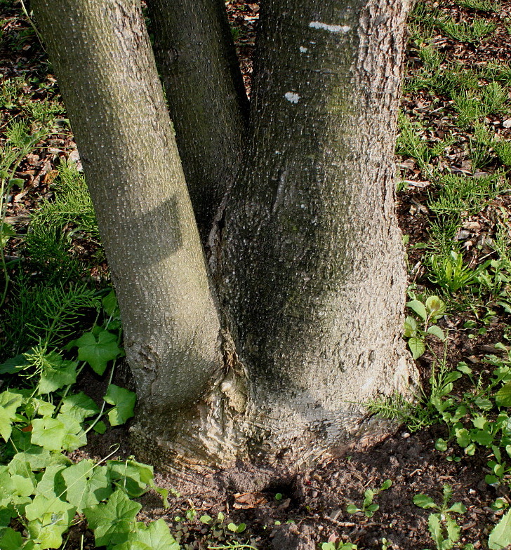 Изображение особи Magnolia hypoleuca.