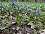 Scilla siberica