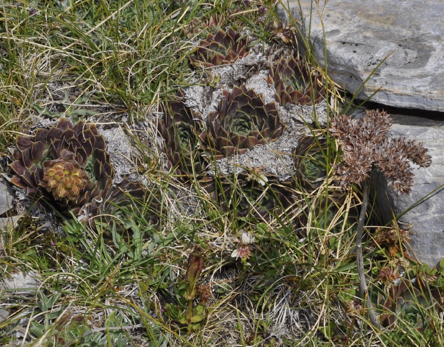 Image of Jovibarba heuffelii specimen.