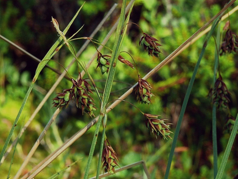 Image of Carex paupercula specimen.