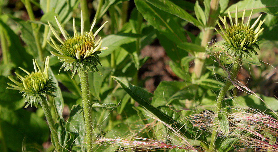 Изображение особи Echinacea purpurea.