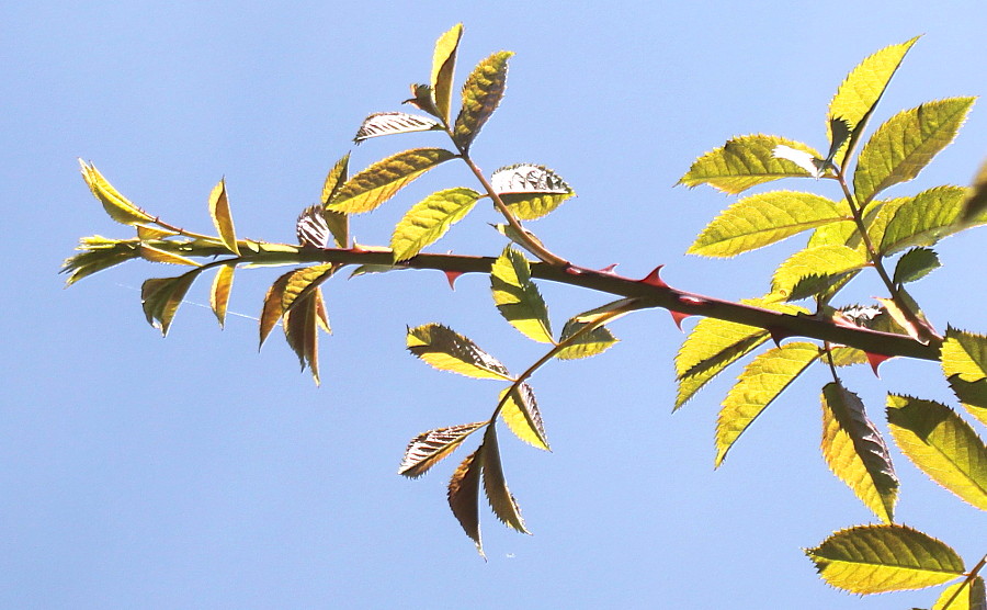 Image of Rosa stylosa specimen.