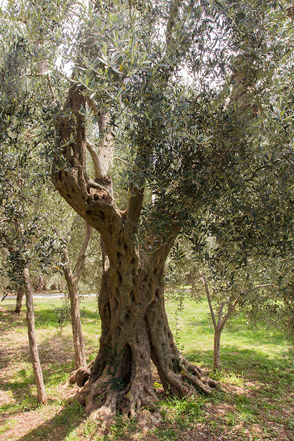 Image of Olea europaea specimen.