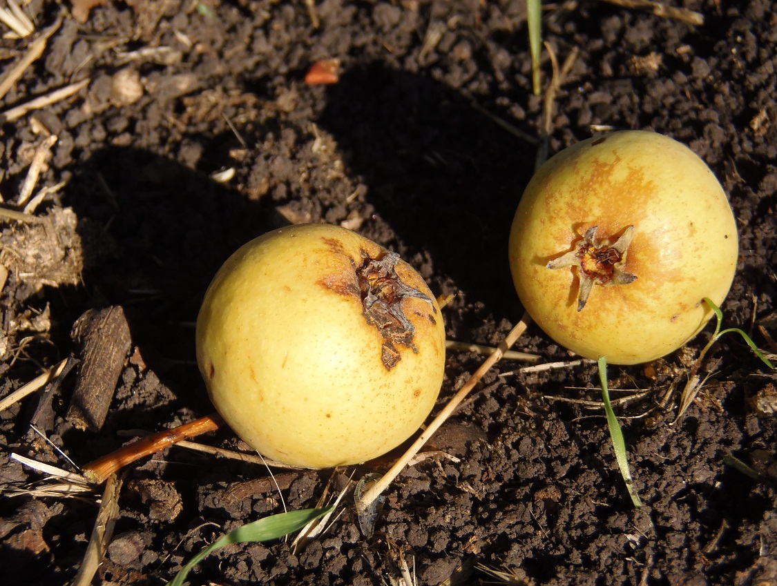 Image of Pyrus pyraster specimen.