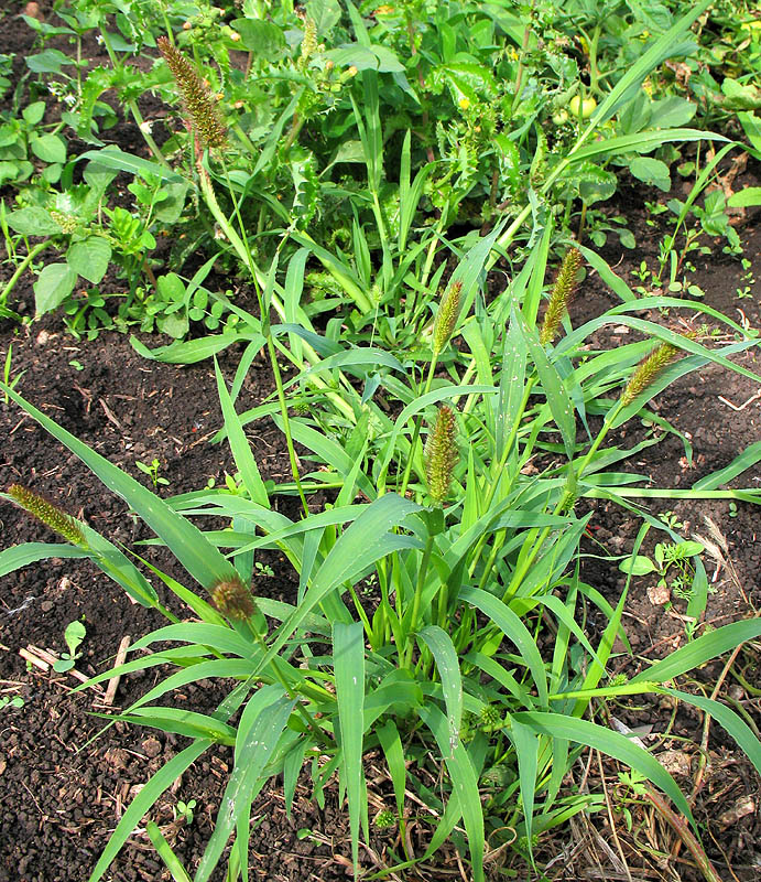 Image of Setaria viridis specimen.