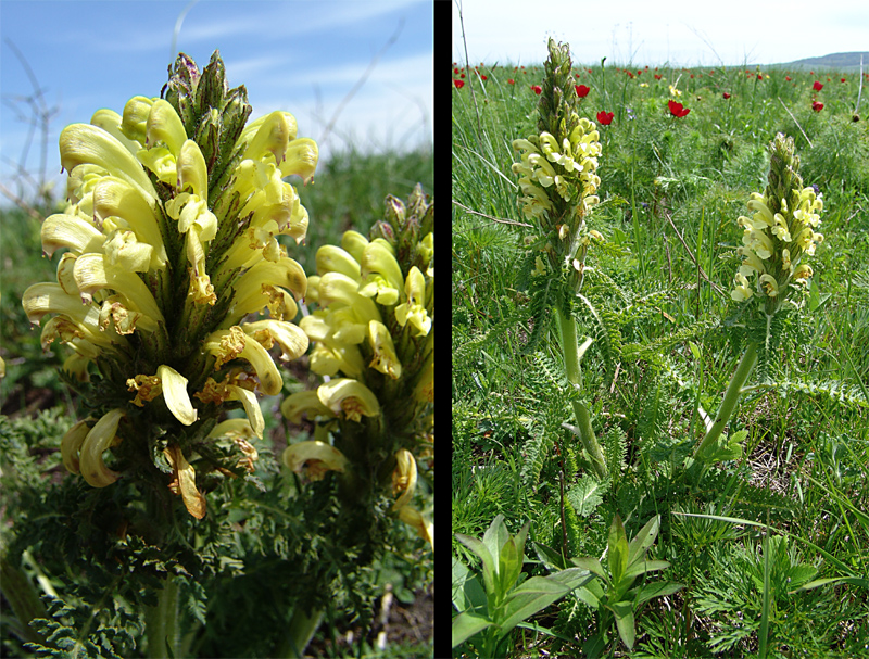 Изображение особи Pedicularis kaufmannii.