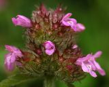 Clinopodium chinense