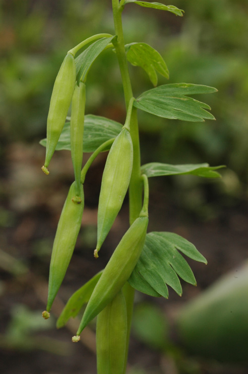 Image of Corydalis bracteata specimen.