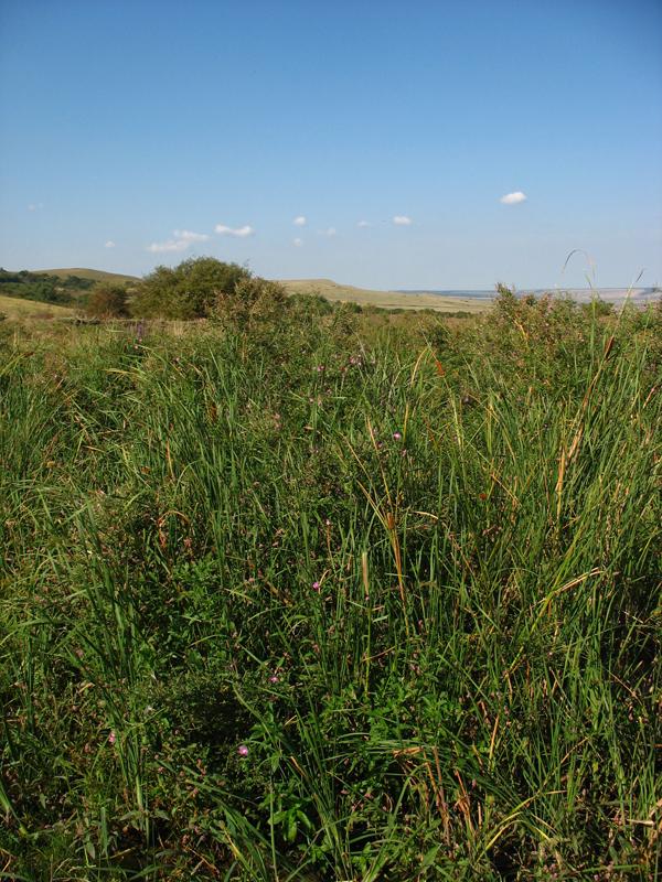 Image of Epilobium hirsutum specimen.