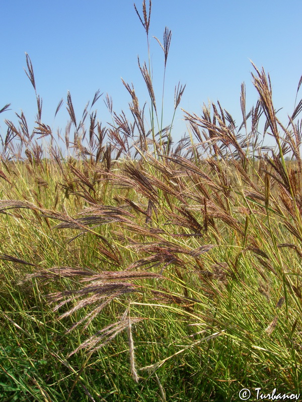 Image of Bothriochloa ischaemum specimen.