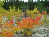 Populus tremula. Молодые деревья с осенней окраской листьев среди соснового бора. Респ. Коми, окр. Сыктывкара. 18.09.2008.