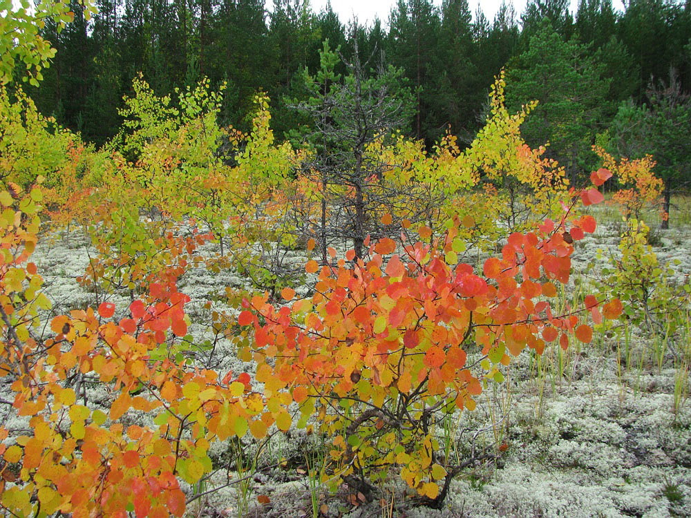 Image of Populus tremula specimen.