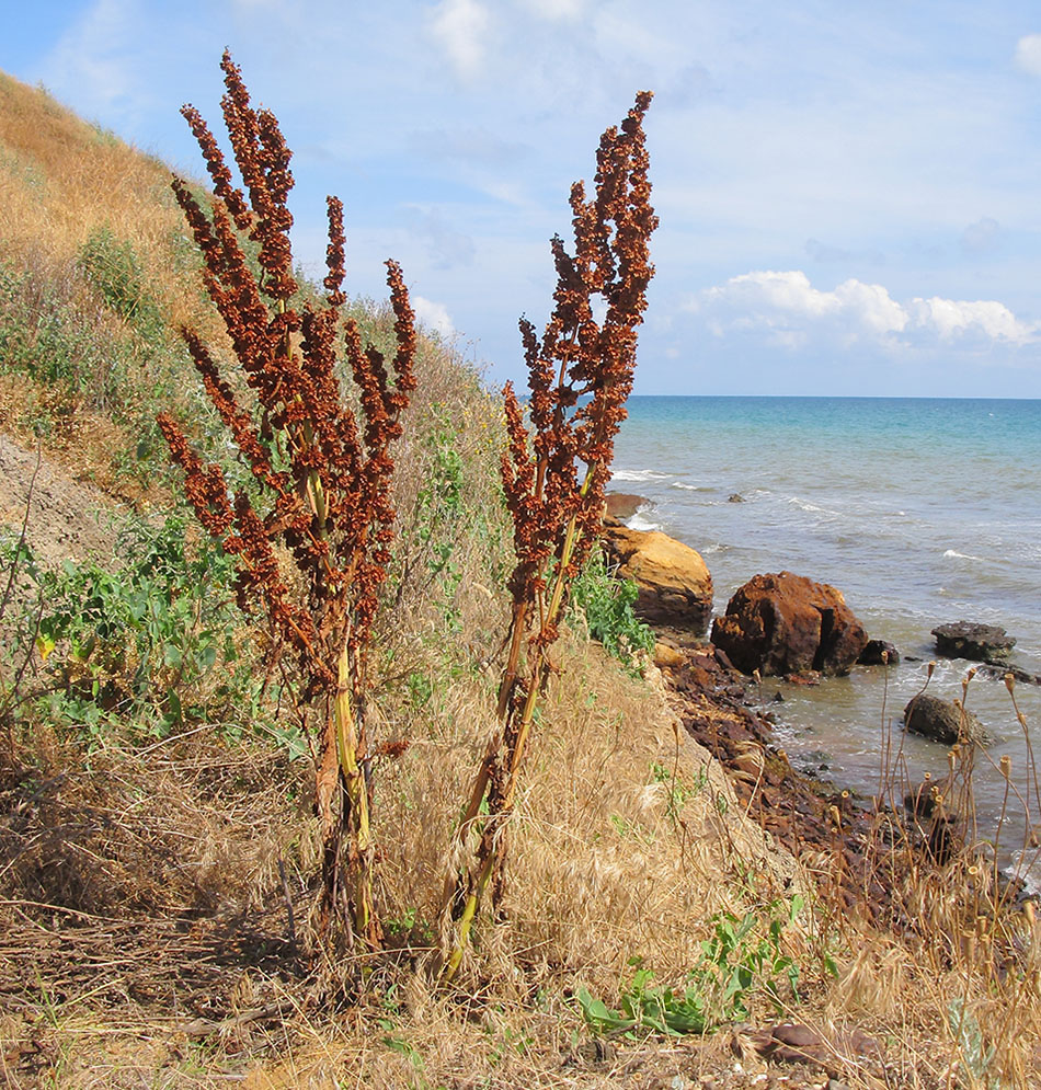 Image of Rumex patientia ssp. orientalis specimen.