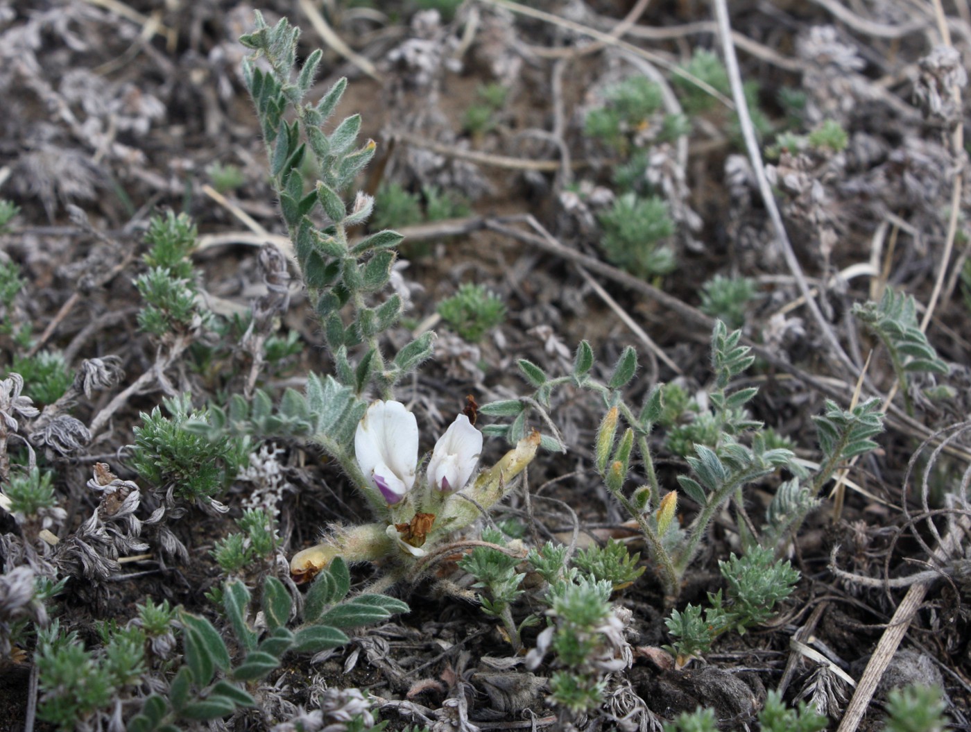 Изображение особи Astragalus testiculatus.