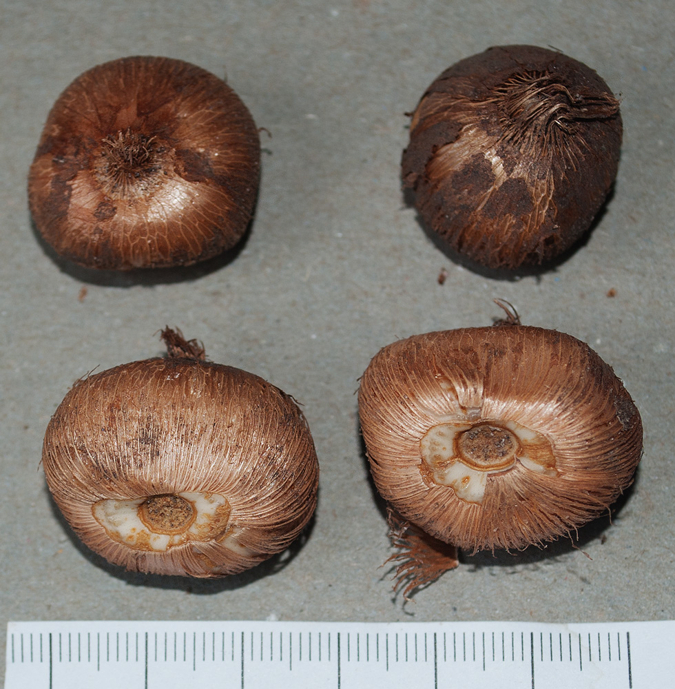 Image of Crocus vernus specimen.