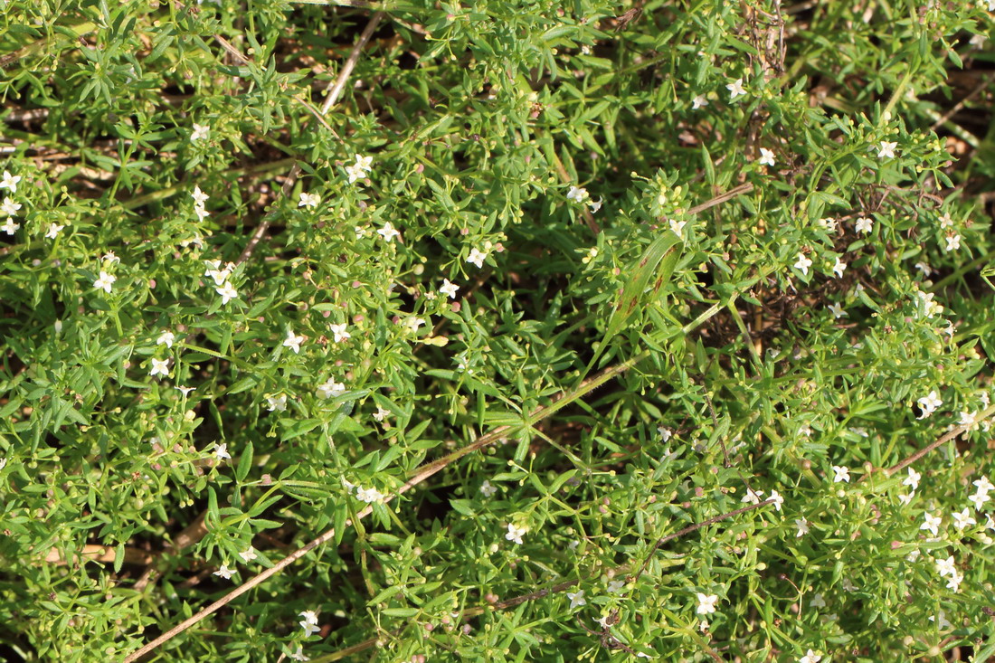 Image of Galium humifusum specimen.