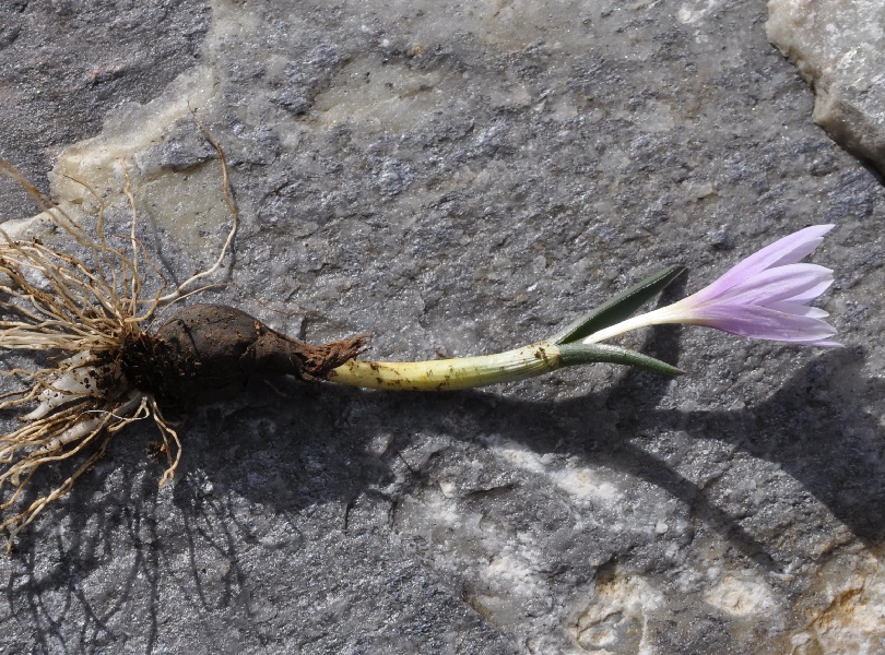 Image of Colchicum doerfleri specimen.