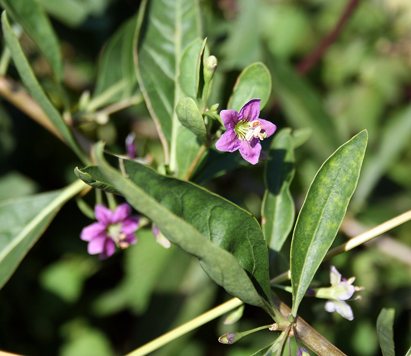 Изображение особи Lycium barbarum.