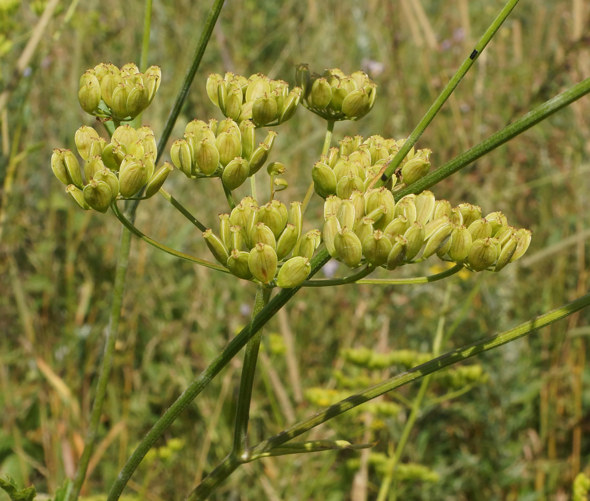 Изображение особи Pastinaca sylvestris.