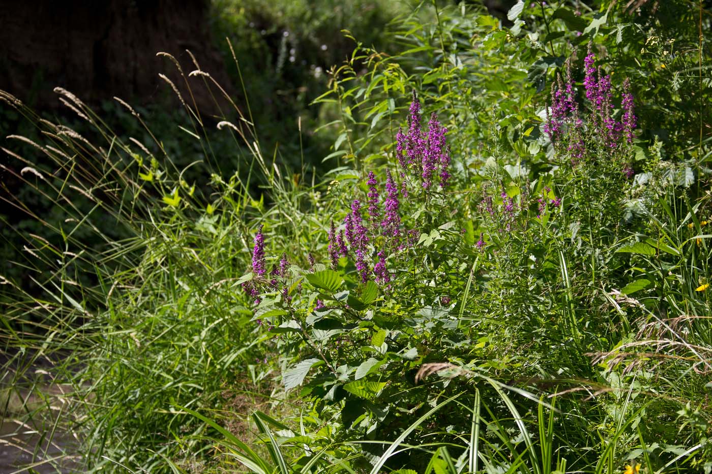 Image of Lythrum salicaria specimen.