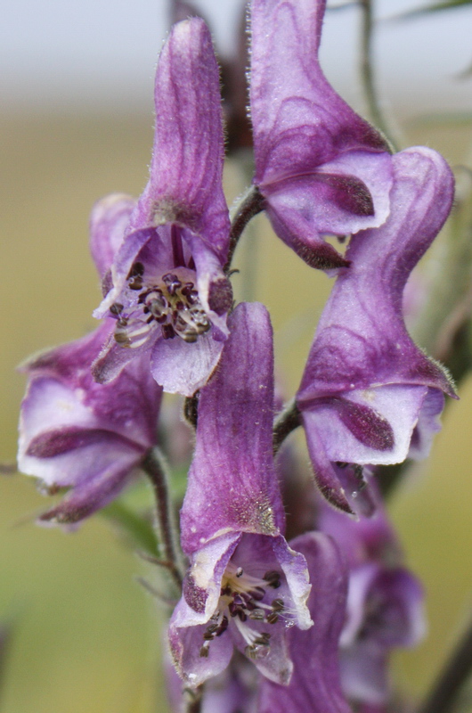 Image of Aconitum leucostomum specimen.