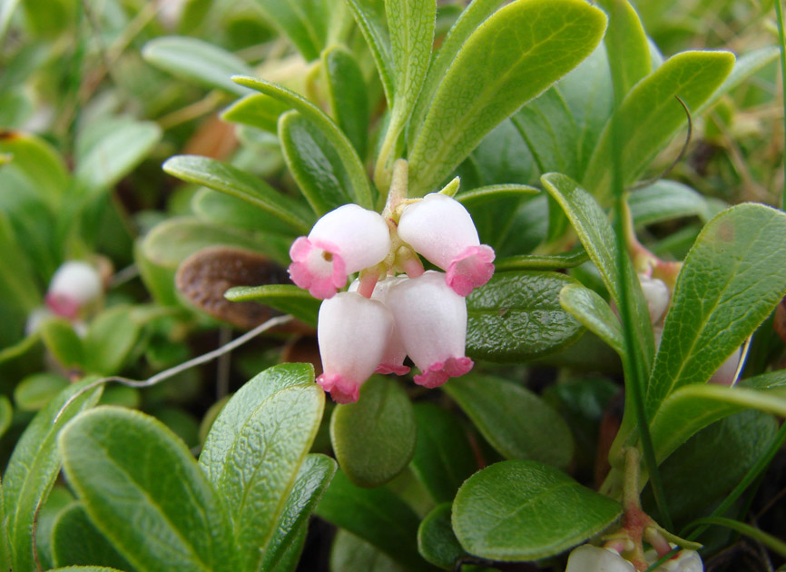 Image of Arctostaphylos uva-ursi specimen.