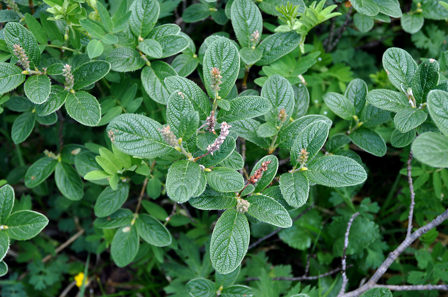 Image of Salix vestita specimen.