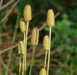 Anemone cylindrica. Верхушки побегов с плодами. Иркутская обл., г. Иркутск, Ботанический сад ИГУ. 24.08.2015.