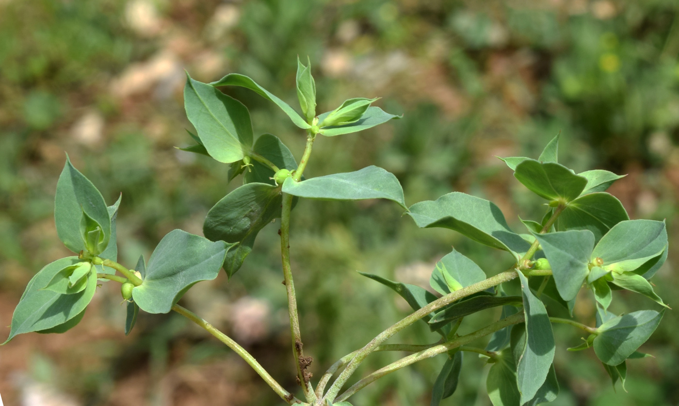 Image of Euphorbia falcata specimen.