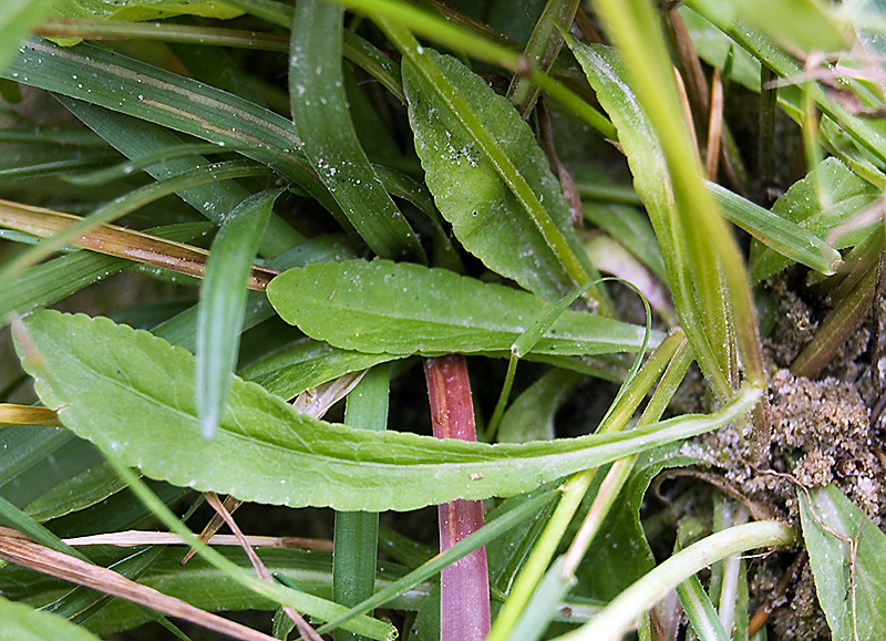 Image of Campanula patula specimen.