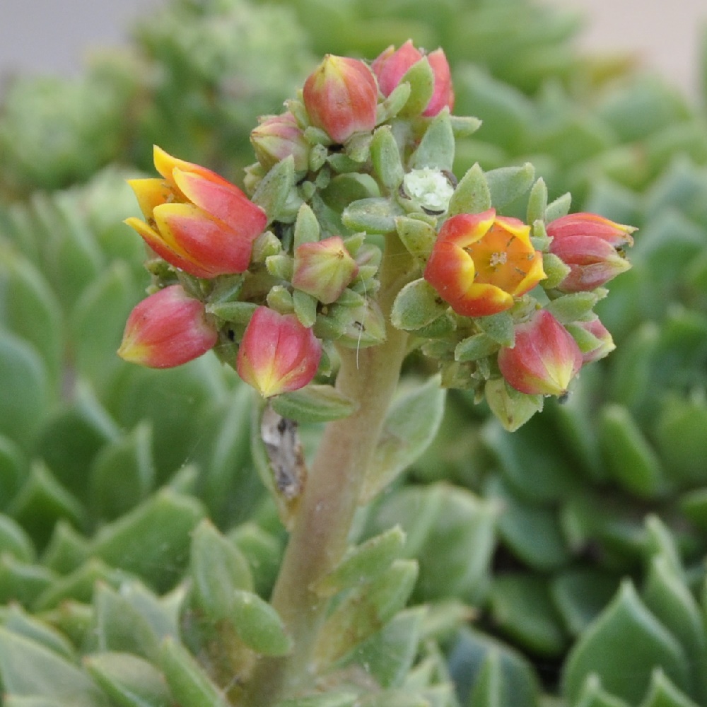 Image of genus Echeveria specimen.