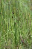 Juncus haenkei