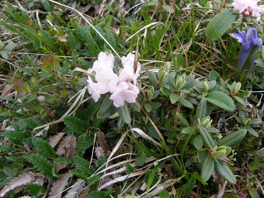 Image of Rhododendron adamsii specimen.