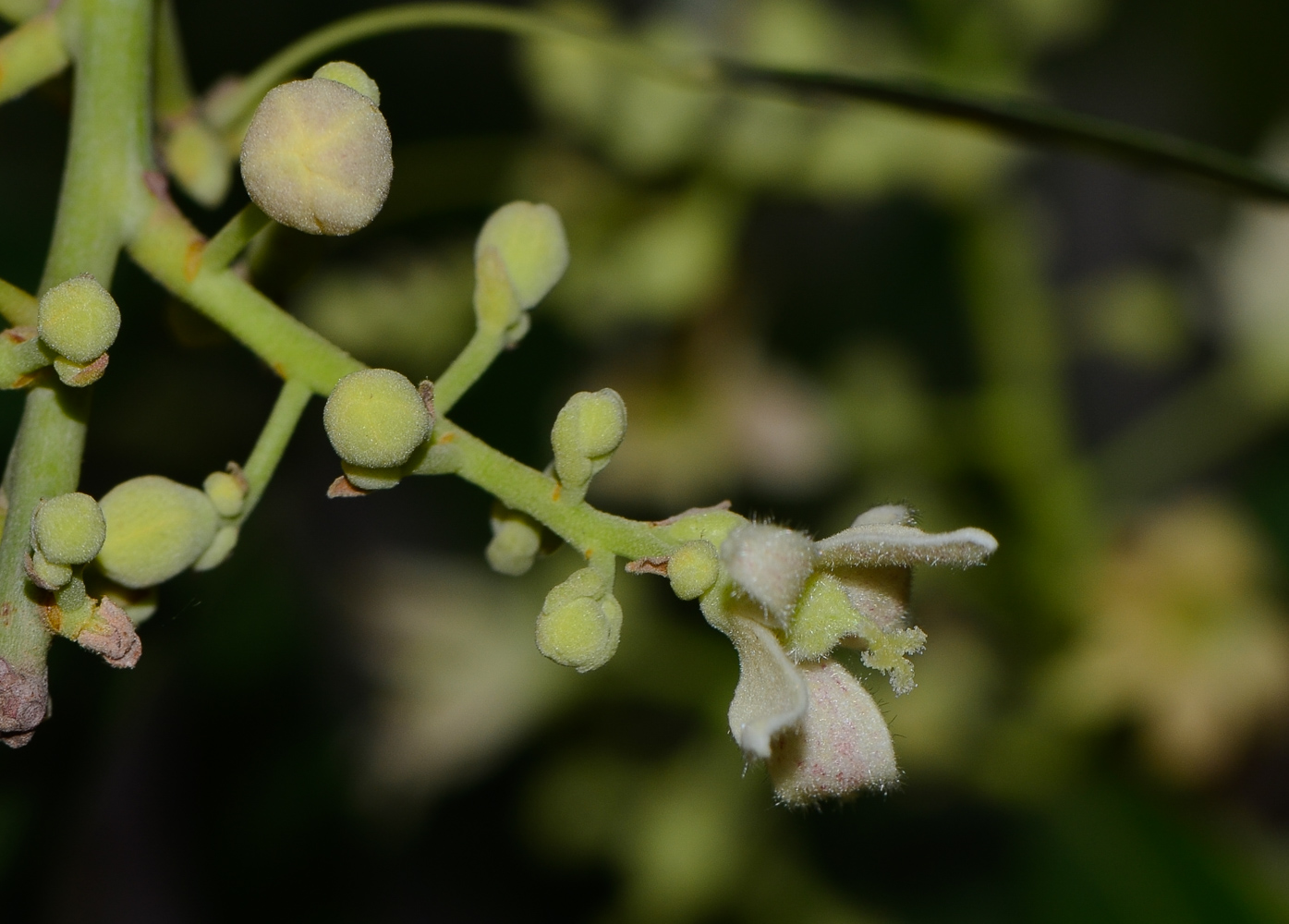 Изображение особи Brachychiton rupestris.