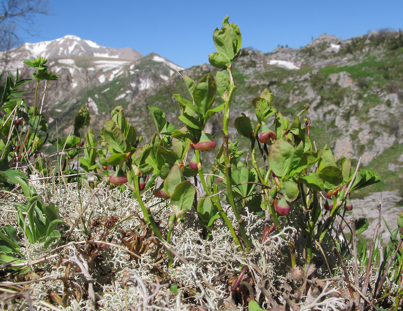 Image of Vaccinium myrtillus specimen.