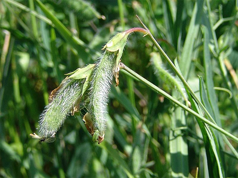 Изображение особи Lathyrus hirsutus.