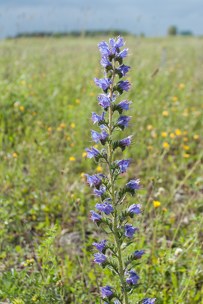 Image of Echium vulgare specimen.