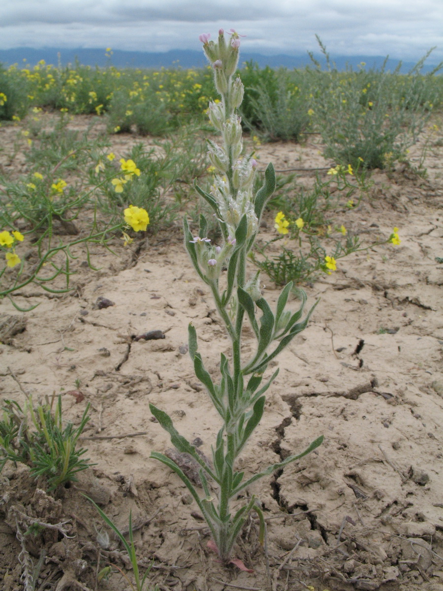 Image of Lachnoloma lehmannii specimen.