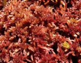 genus Sphagnum. Верхушки гаметофитов. Южные окр. Архангельска, болото. 17.05.2012.